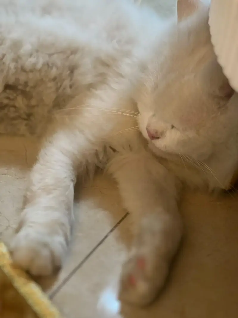 Persian Cat Male Long Coat — photo 3