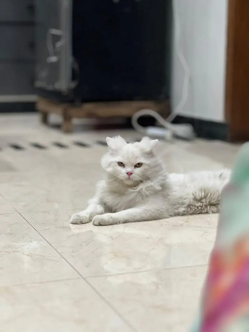 Persian Cat Male Long Coat — photo 4