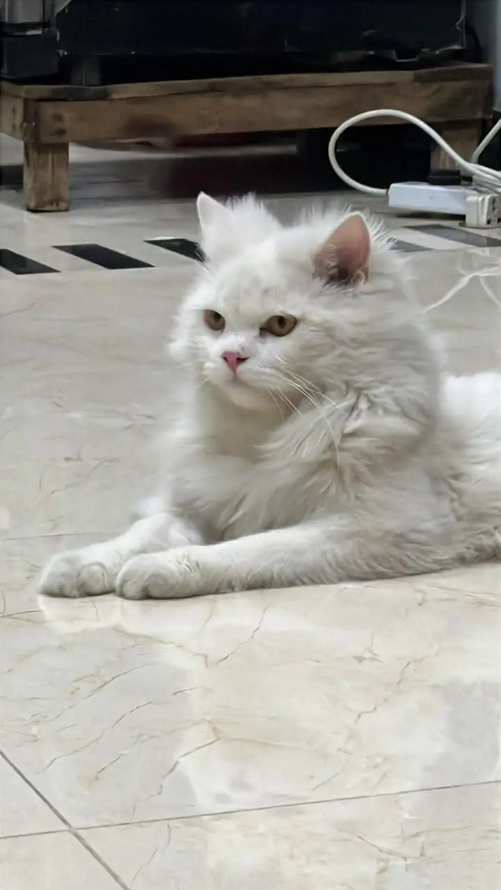 Persian Cat Male Long Coat — photo 5