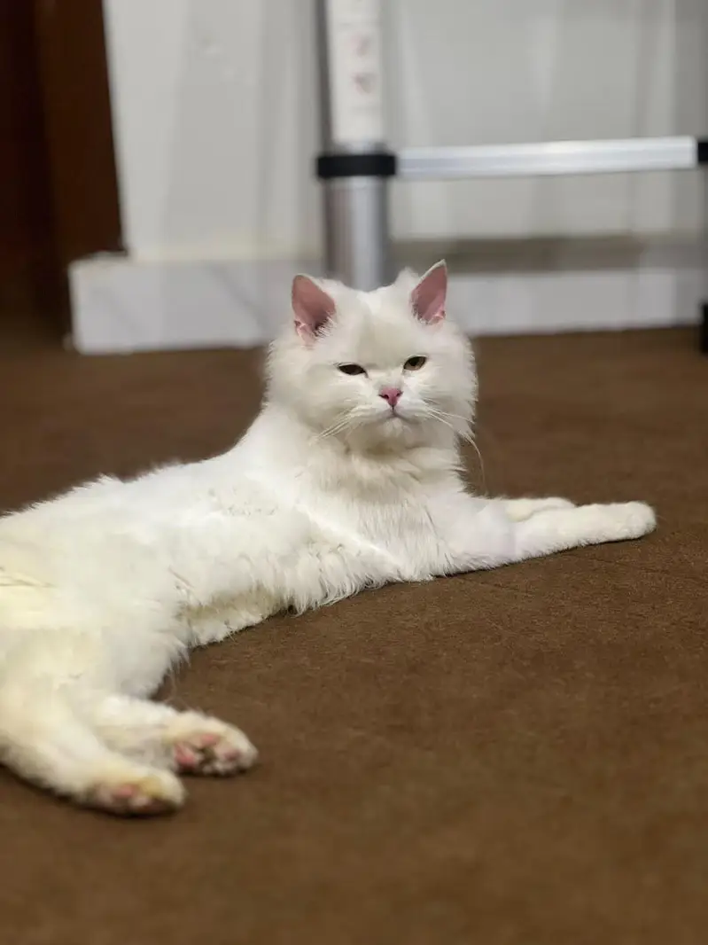 Persian Cat Male Long Coat — photo 7