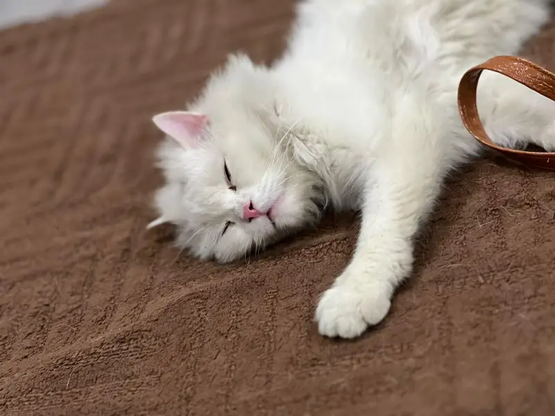 Persian Cat Male Long Coat — photo 8