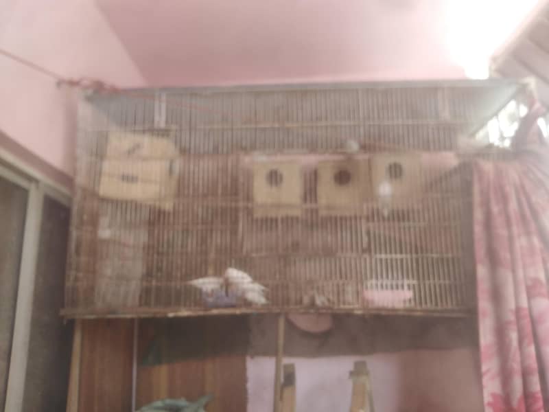 WHITE JAVA BREADER PAIR 3