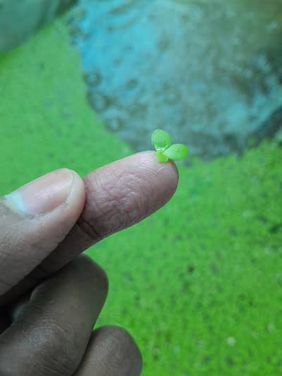 Duck Weeds, One Of The Best Floating Plants | Lush Green & Healthy