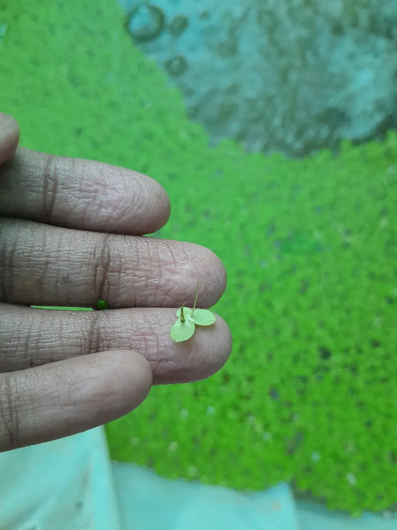 Duck Weeds, One Of The Best Floating Plants | Lush Green & Healthy — photo 2