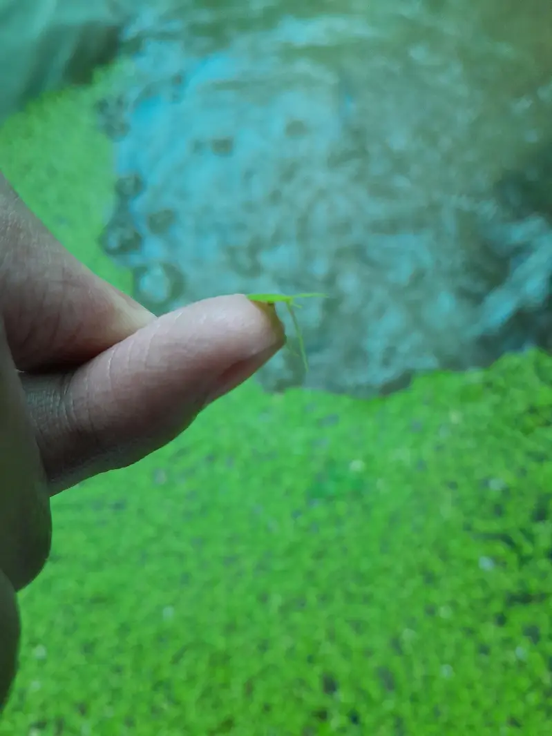Duck Weeds, One Of The Best Floating Plants | Lush Green & Healthy — photo 3