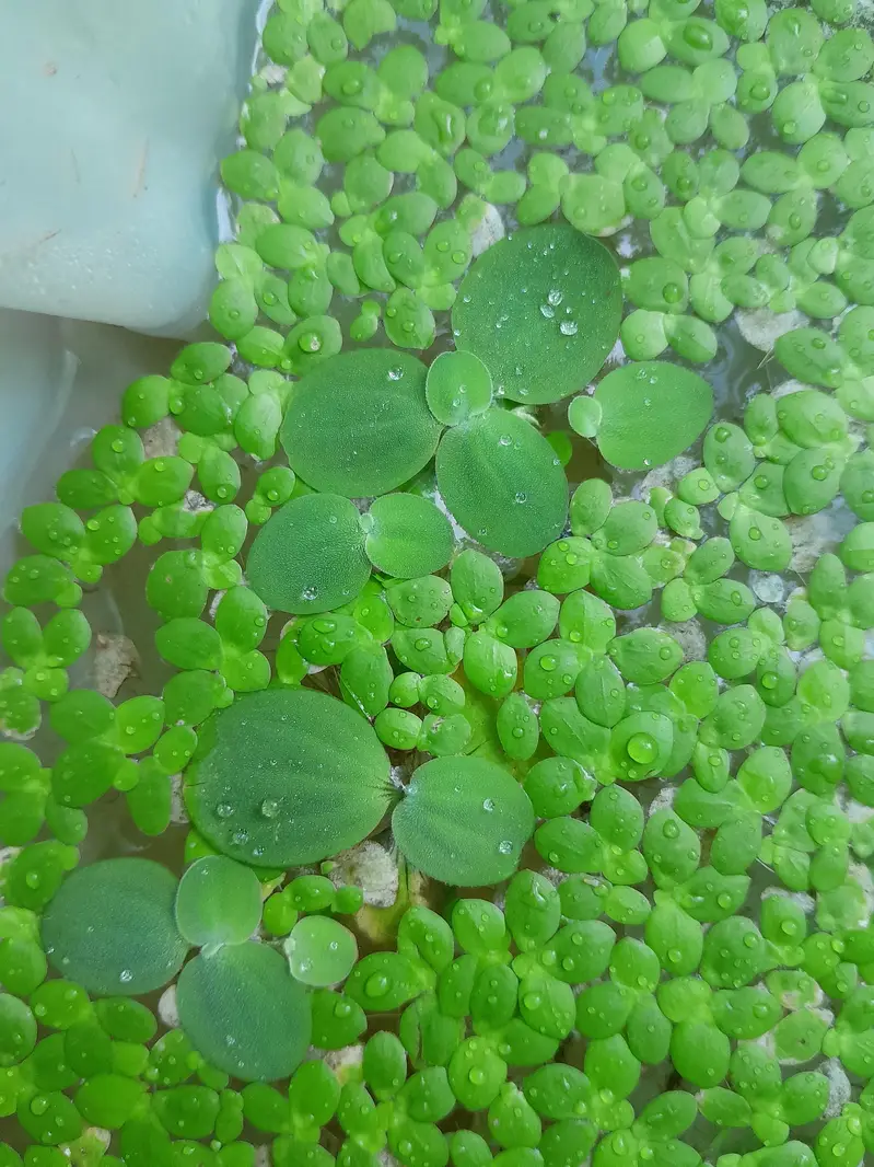 Duck Weeds, One Of The Best Floating Plants | Lush Green & Healthy — photo 4