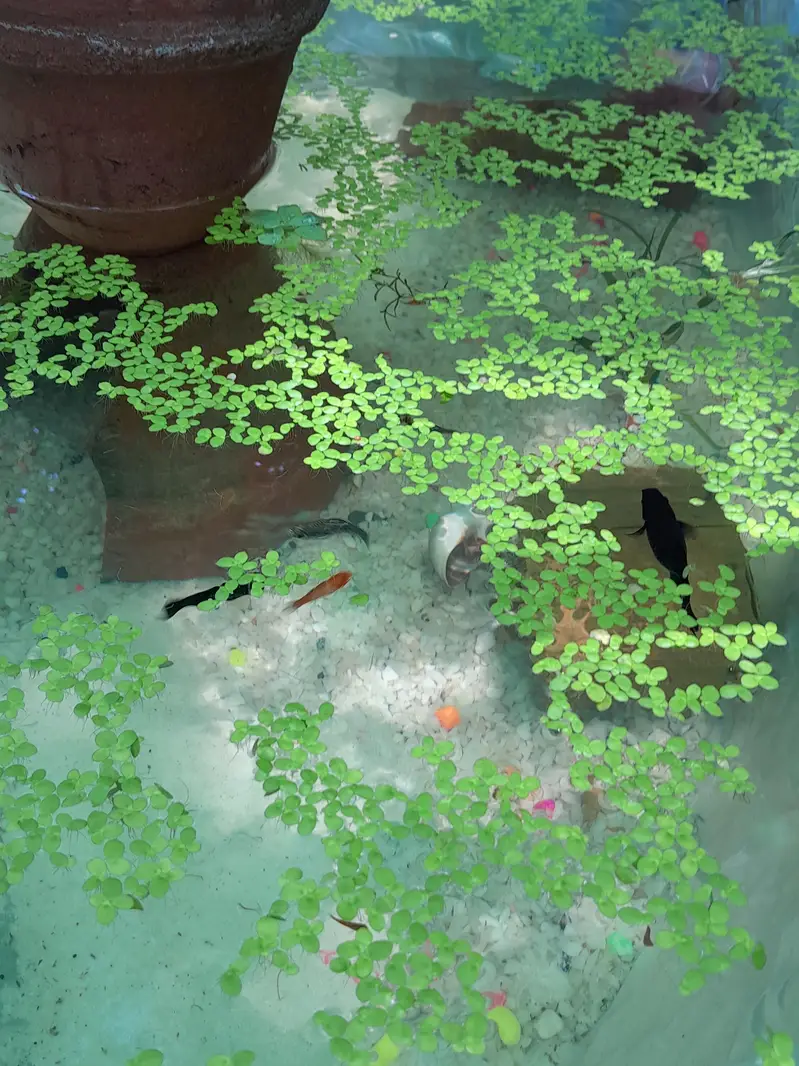Duck Weeds, One Of The Best Floating Plants | Lush Green & Healthy — photo 5