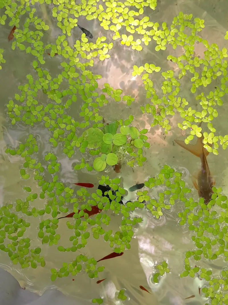 Duck Weeds, One Of The Best Floating Plants | Lush Green & Healthy — photo 6