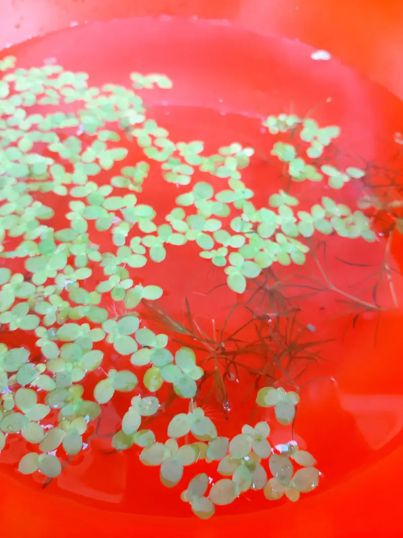 Duck Weeds, One Of The Best Floating Plants | Lush Green & Healthy — photo 7