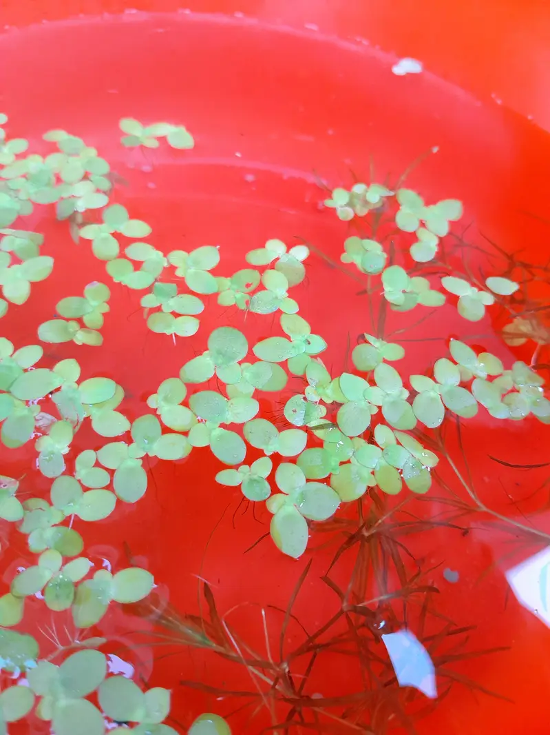 Duck Weeds, One Of The Best Floating Plants | Lush Green & Healthy — photo 8