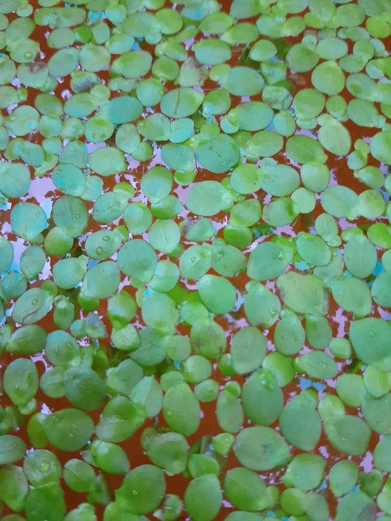 Duck Weeds, One Of The Best Floating Plants | Lush Green & Healthy — photo 9