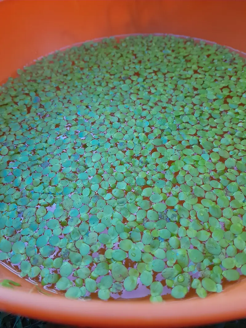 Duck Weeds, One Of The Best Floating Plants | Lush Green & Healthy — photo 10