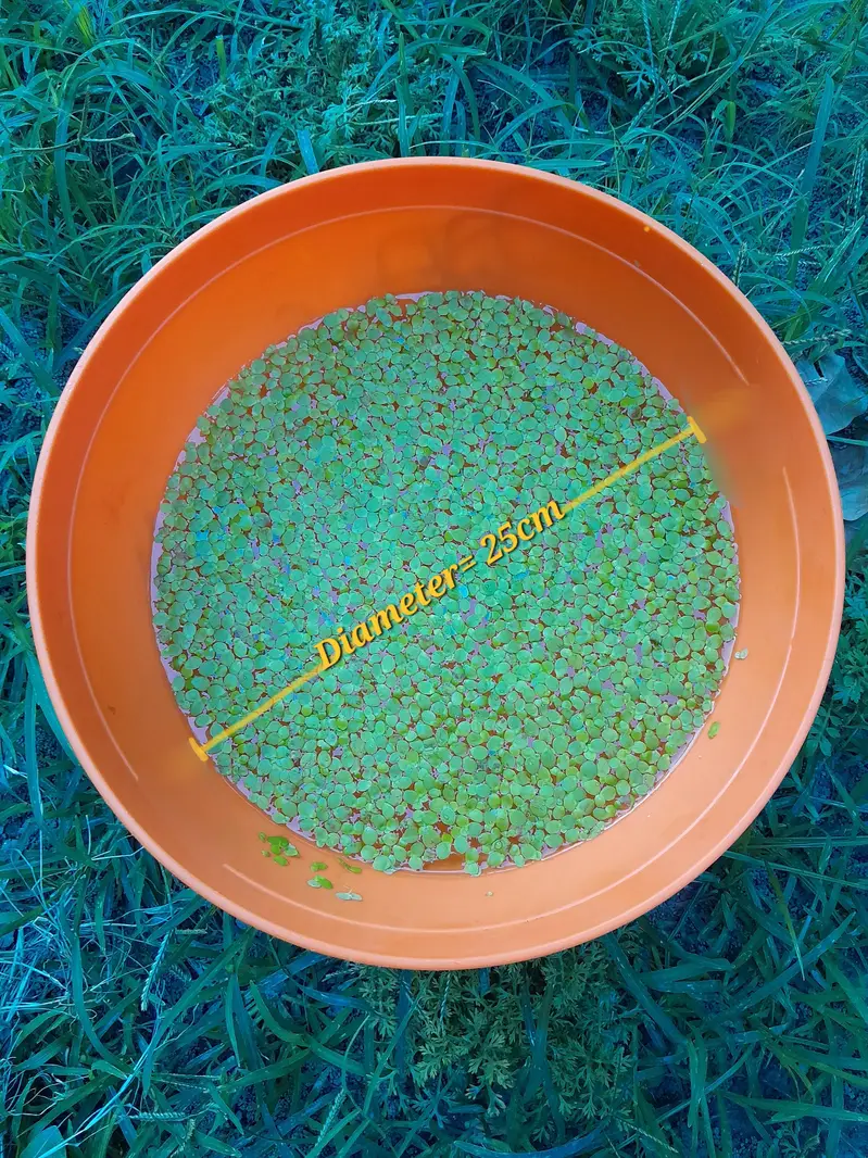 Duck Weeds, One Of The Best Floating Plants | Lush Green & Healthy — photo 11