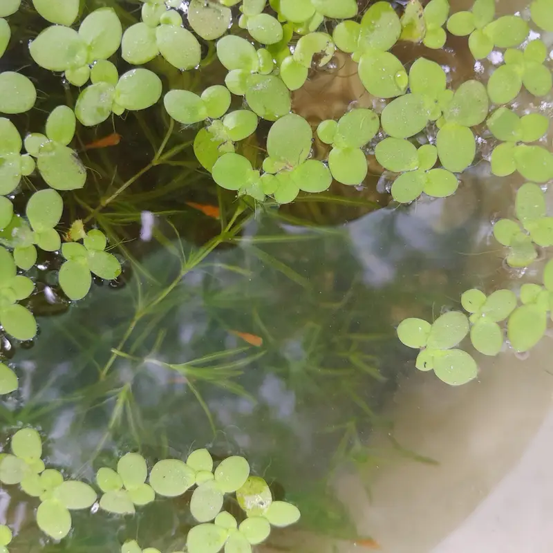 Duck Weeds, One Of The Best Floating Plants | Lush Green & Healthy — photo 12