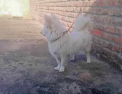 o siez Russian male for sale