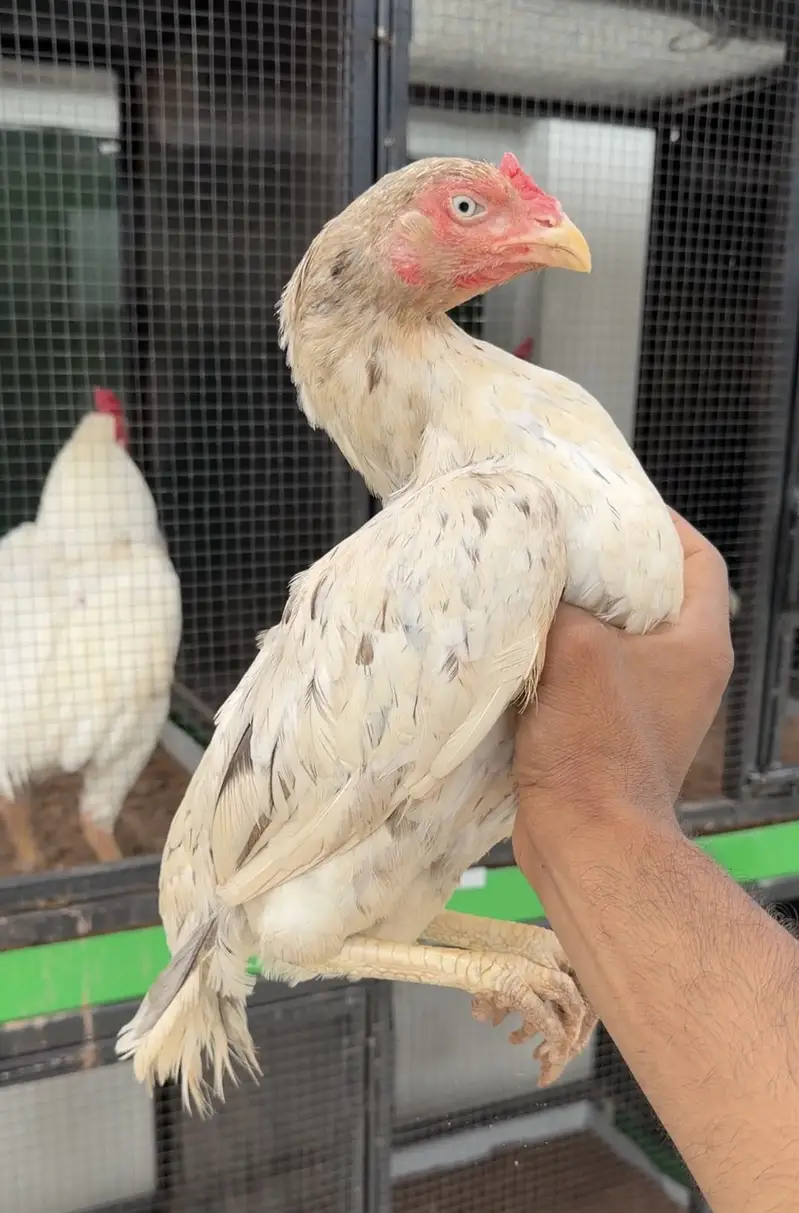 Aseel Kurak Cheeni Hen Available — photo 3