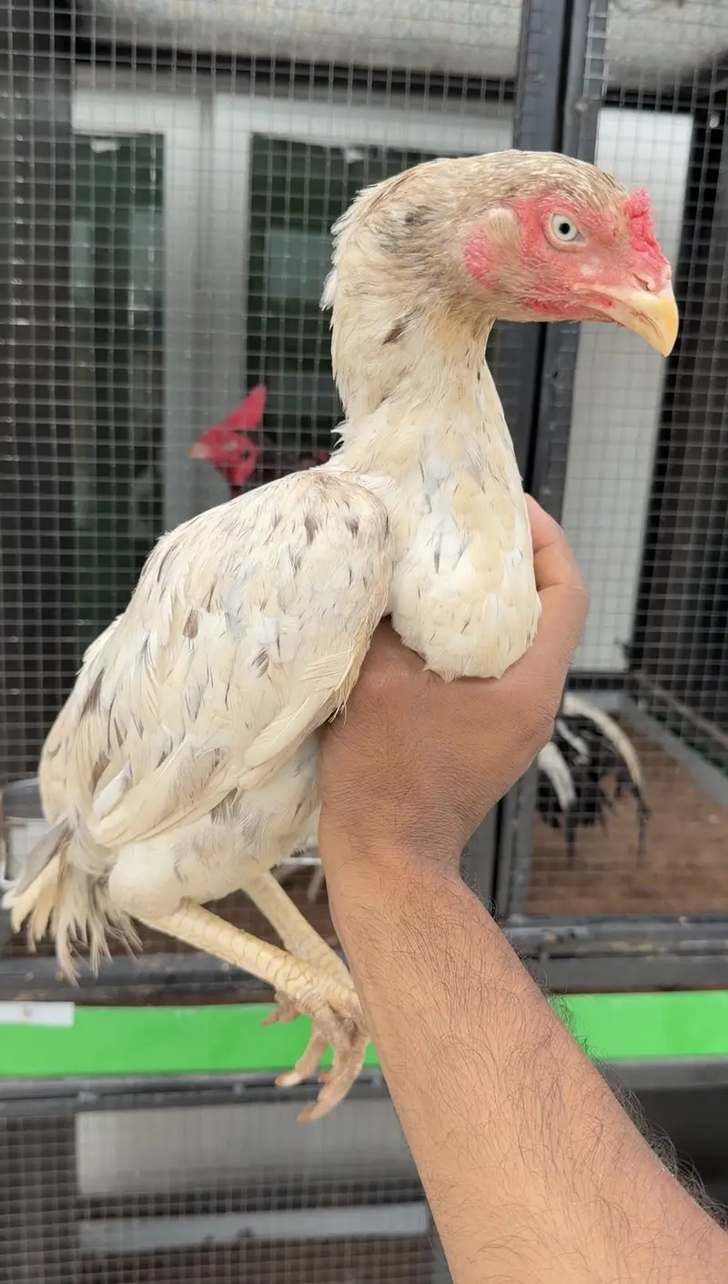Aseel Kurak Cheeni Hen Available — photo 4