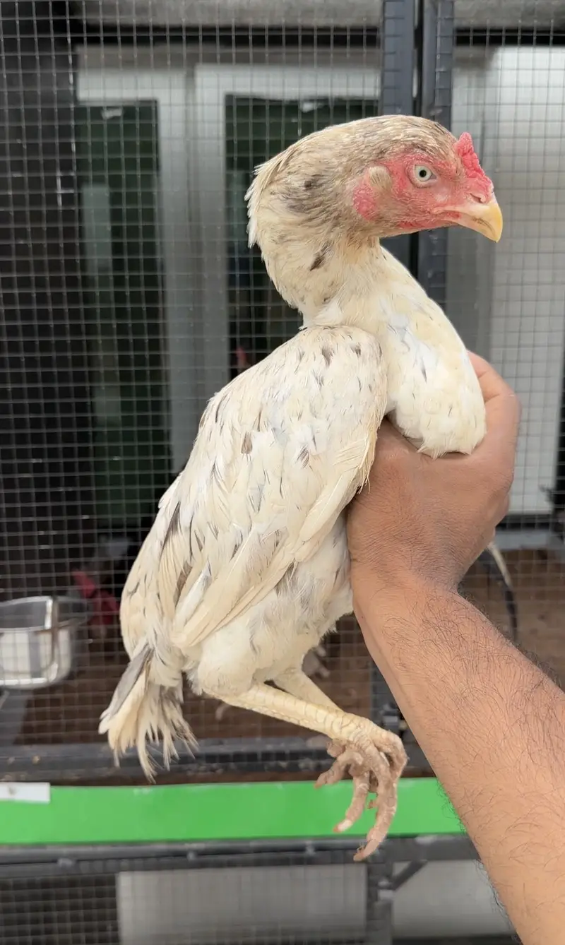 Aseel Kurak Cheeni Hen Available — photo 6