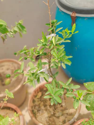 Plants for sale