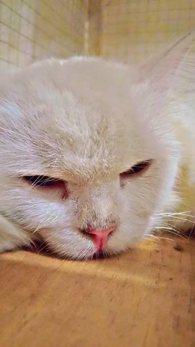 percian cat