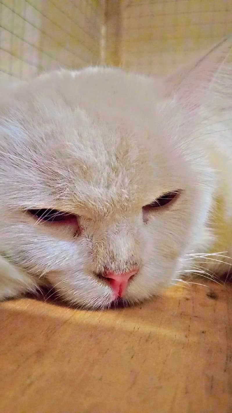 percian cat 0