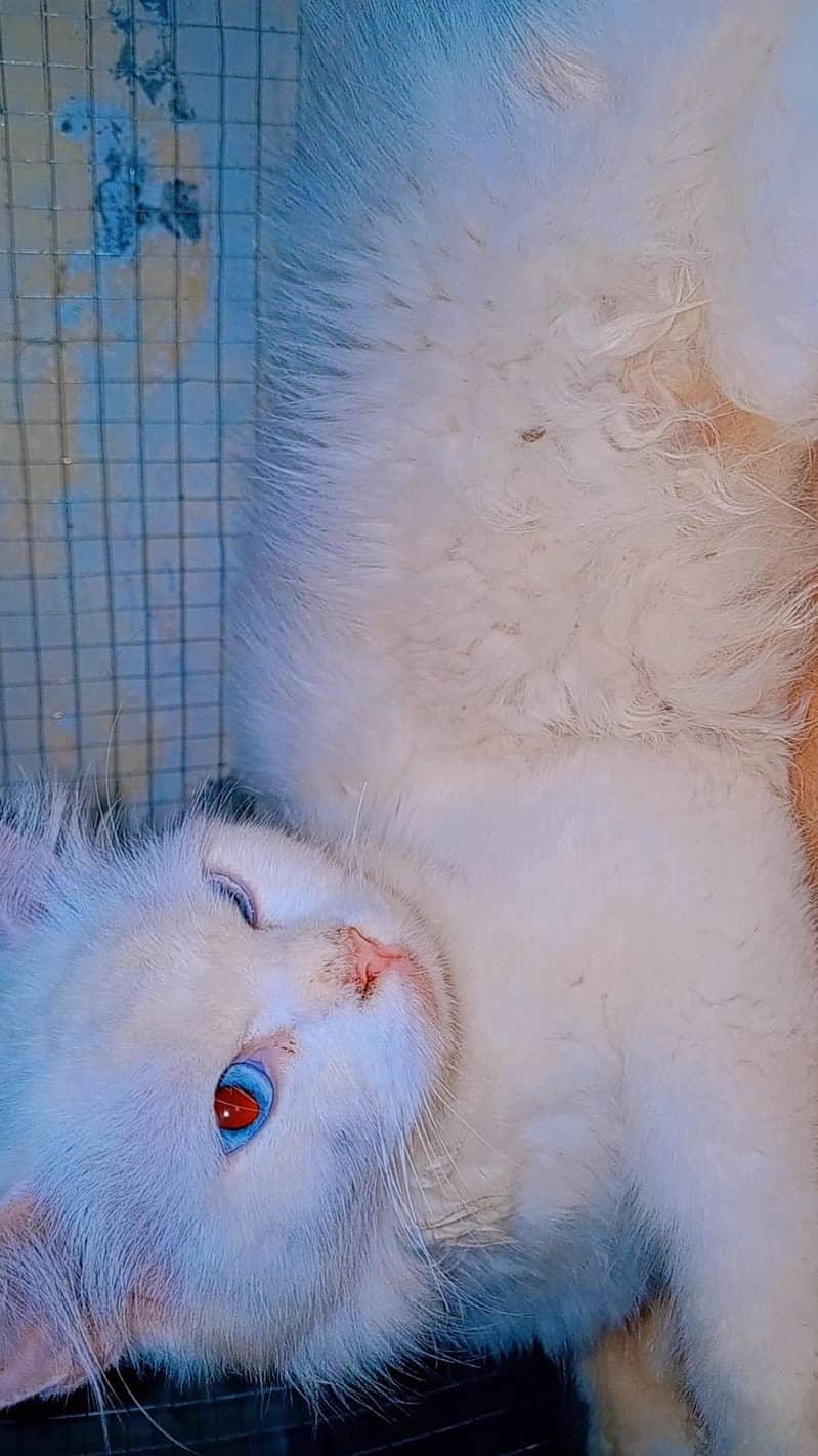 percian cat 1