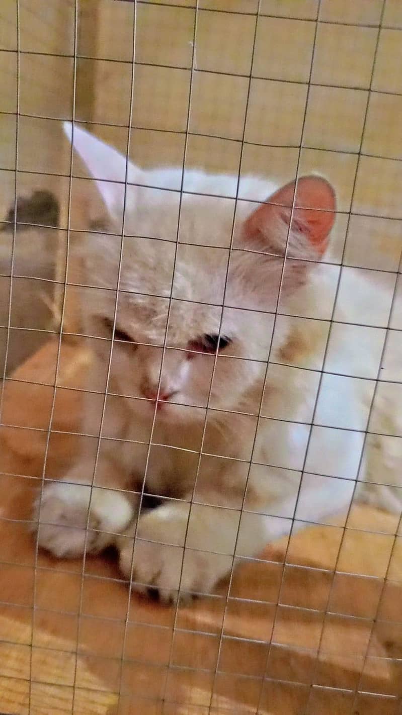 percian cat 2