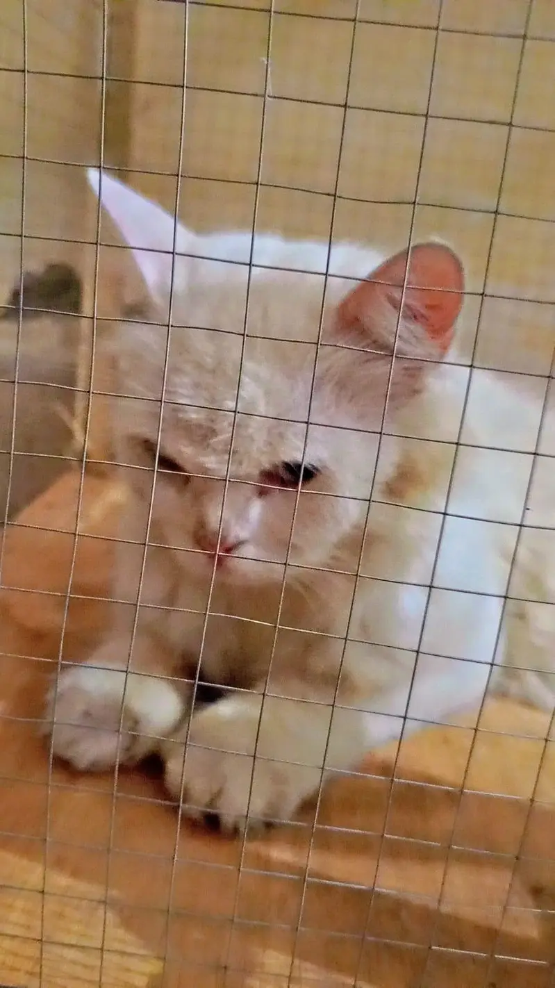 percian cat — photo 3