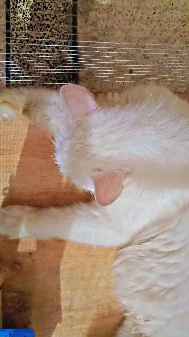 percian cat 3