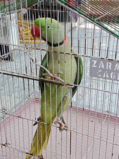 Raw Parrot Tame / Breader Male 2 Year More Details in Description