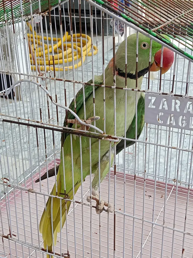 Raw Parrot Tame / Breader Male 2 Year More Details in Description — photo 2