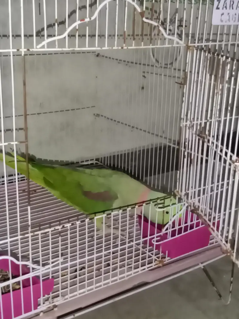 Raw Parrot Tame / Breader Male 2 Year More Details in Description — photo 3