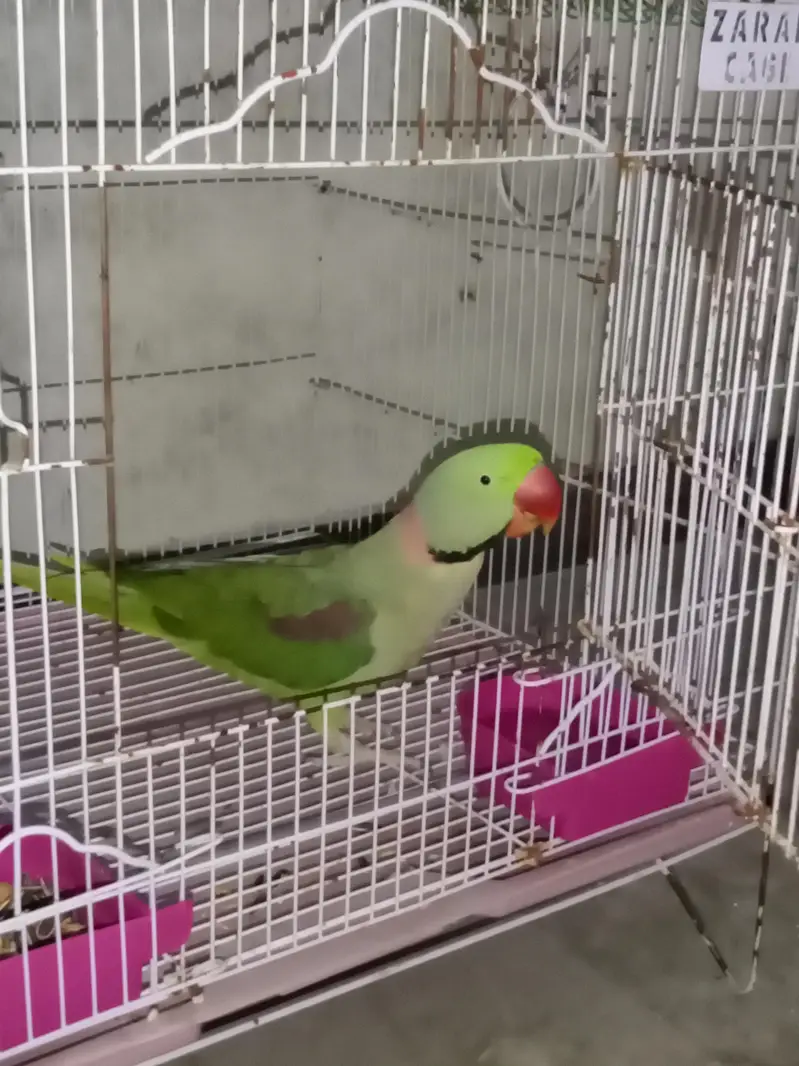 Raw Parrot Tame / Breader Male 2 Year More Details in Description — photo 4