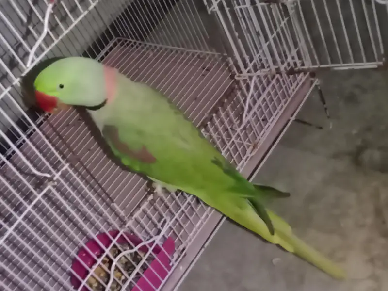 Raw Parrot Tame / Breader Male 2 Year More Details in Description — photo 5