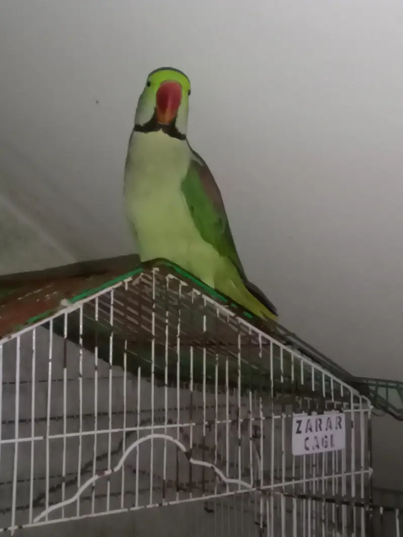 Raw Parrot Tame / Breader Male 2 Year More Details in Description — photo 6