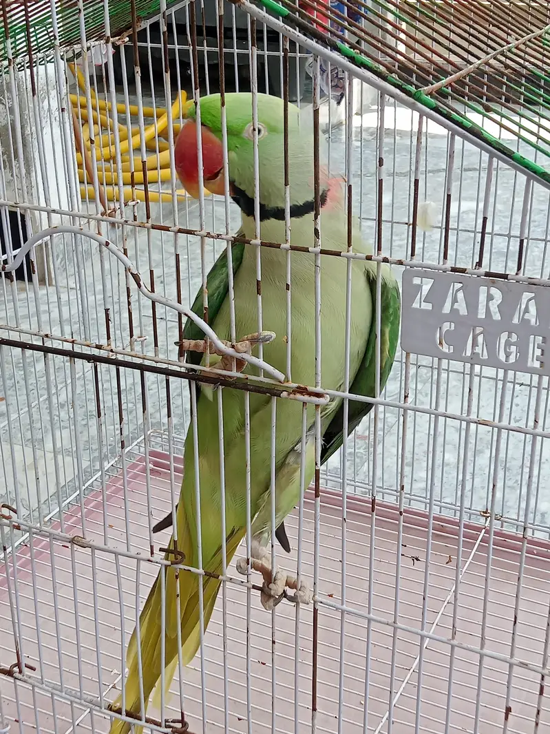 Raw Parrot Tame / Breader Male 2 Year More Details in Description — photo 7