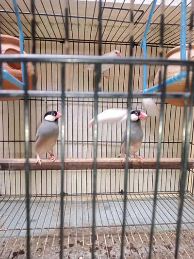 Grey Java Finches