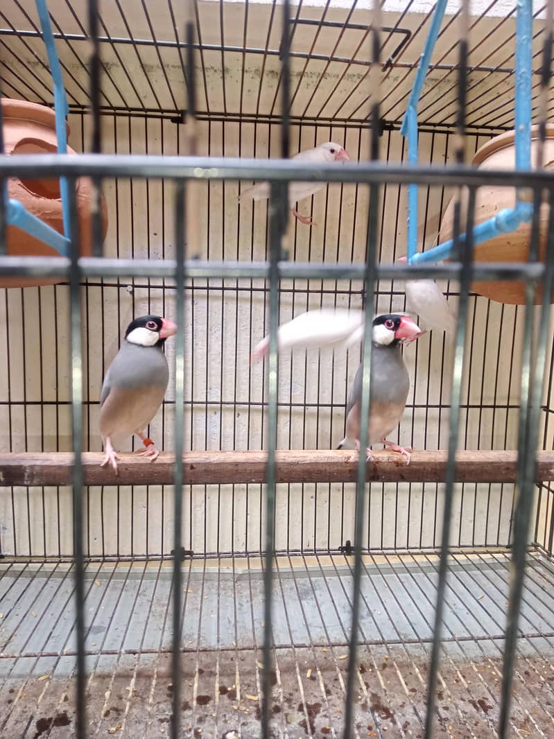 Grey Java Finches 0