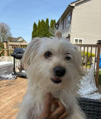 cute russain dog