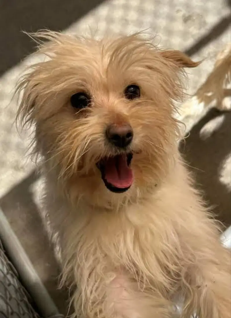 cute russain dog — photo 2