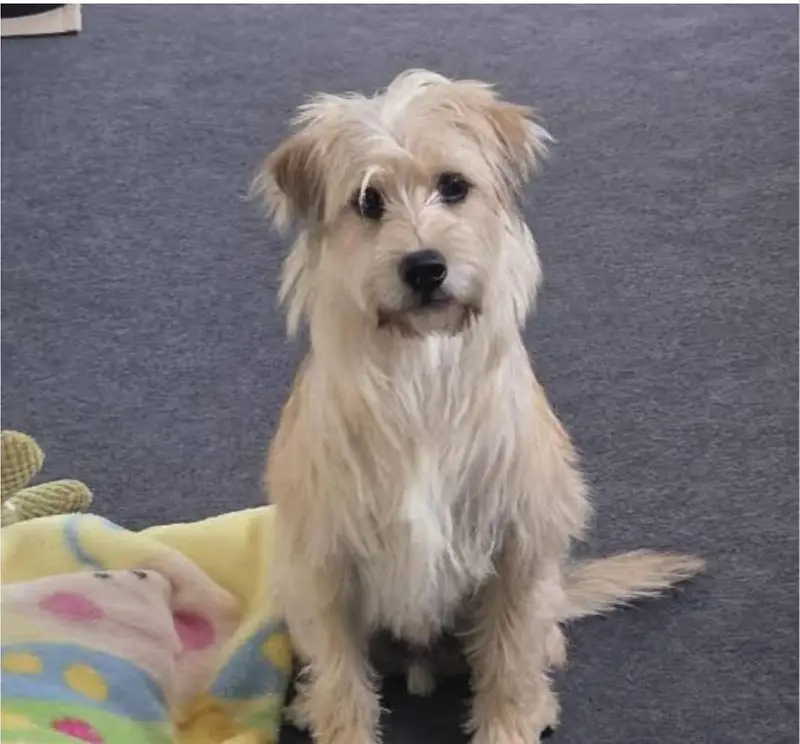 cute russain dog — photo 3