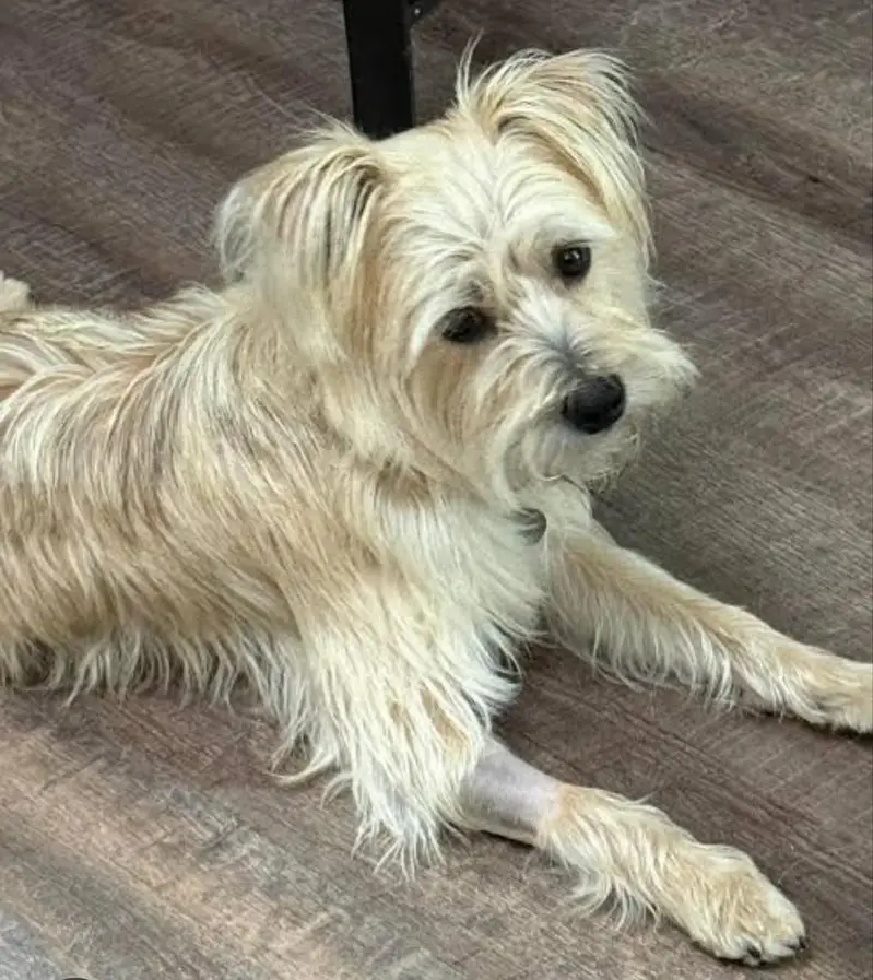 cute russain dog — photo 4