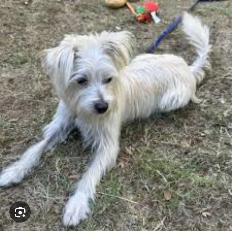 cute russain dog — photo 6