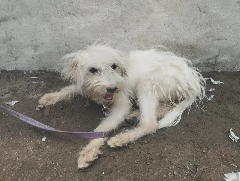 cute russain dog — photo 7