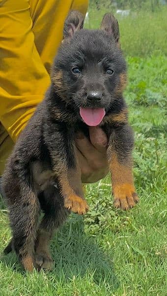 German shepherd dubal cout mail for sale active and healthy
