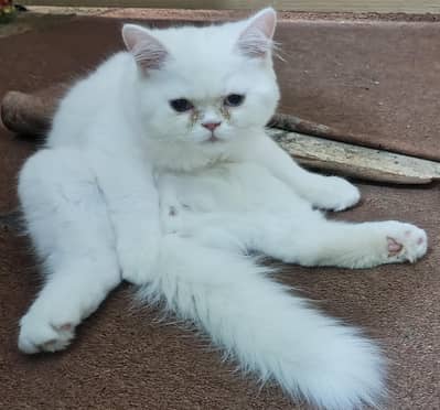 White Persian Odd Eyes Male