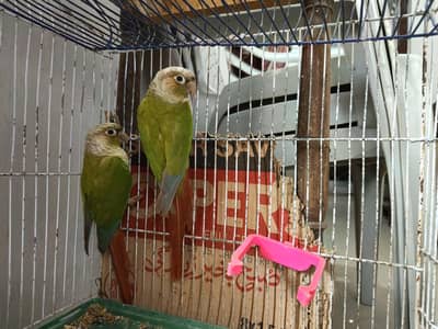 Green cheeked Conure