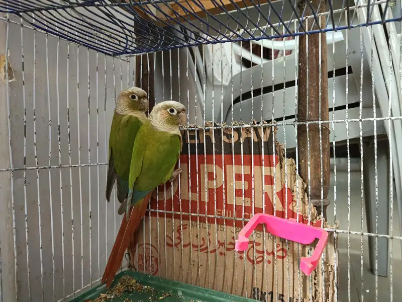 Green cheeked Conure — photo 2