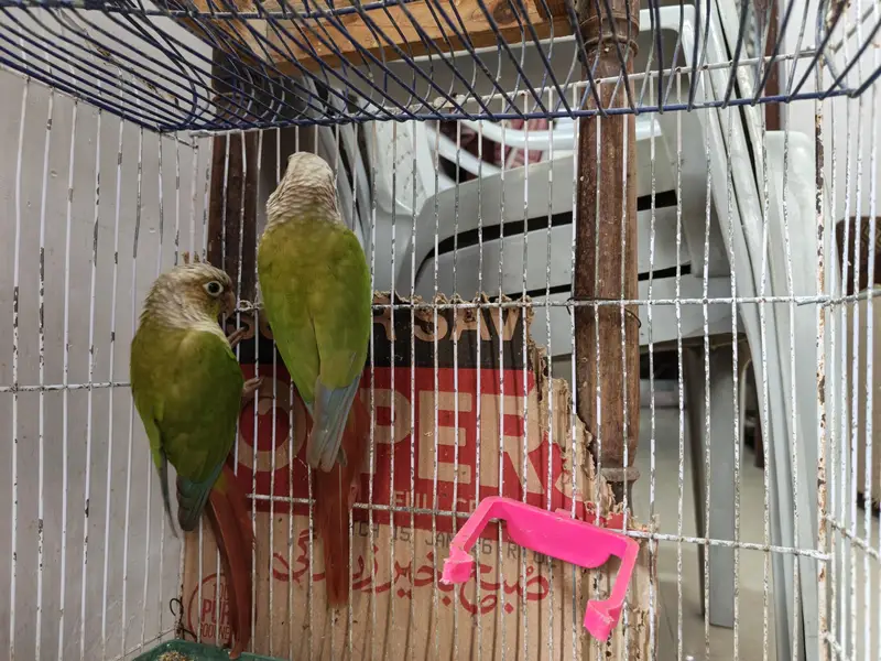 Green cheeked Conure — photo 3