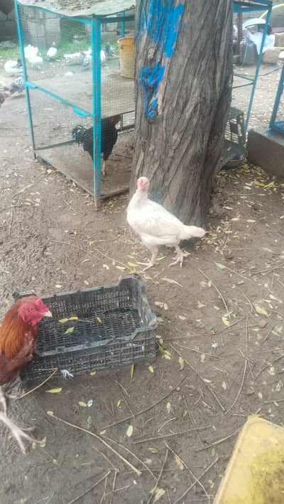madi papar white Murgah Thora boska ha
